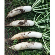 HR01 Jansi blanc résistant à la chaleur OP radis graines dans les graines de légumes
